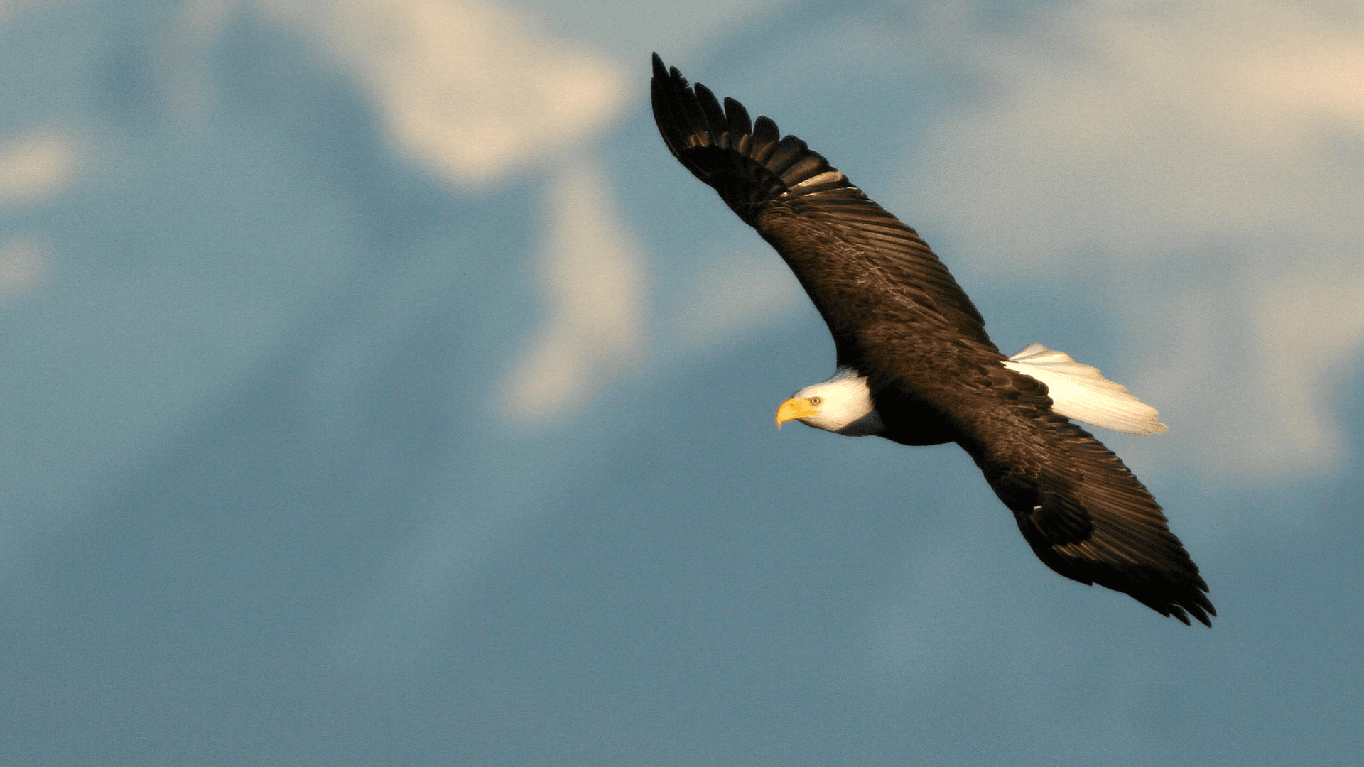 American bald eagle — AmericanRightsGuide